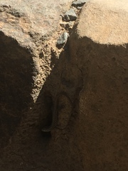 Carinascincus ocellatus