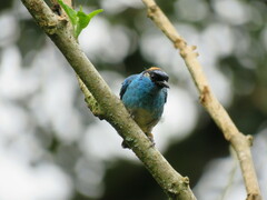 Chalcothraupis ruficervix