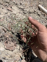 Eriogonum nutans nutans