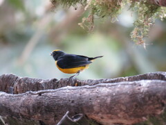 Euphonia xanthogaster