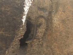 Carinascincus ocellatus