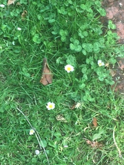 Bellis perennis