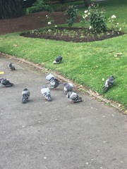 Columba livia domestica