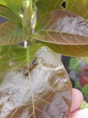 Xanthocryptus novozealandicus