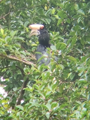 Anthracoceros marchei