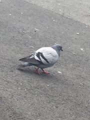 Columba livia domestica