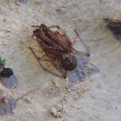 Enoplognatha mandibularis