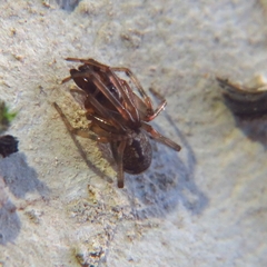 Enoplognatha mandibularis