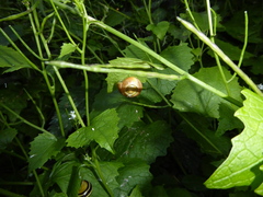 Cepaea