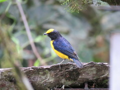 Euphonia xanthogaster