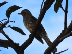 Hypsipetes amaurotis