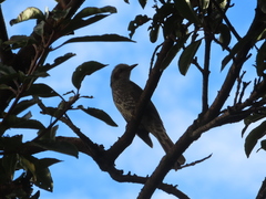 Hypsipetes amaurotis