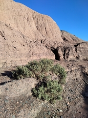 Atriplex lampa