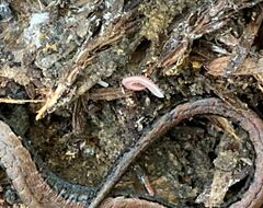 Gosodesmus claremontus