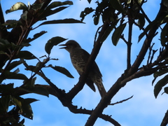 Hypsipetes amaurotis