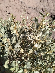 Atriplex lampa
