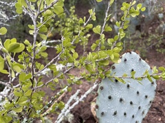 Schaefferia cuneifolia