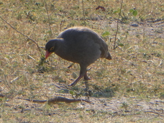 Pternistis adspersus