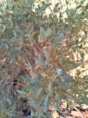 Atriplex lampa