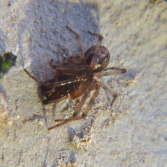 Enoplognatha mandibularis