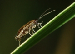 Ectobius pallidus