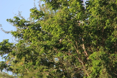 Albizia tomentosa