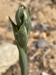 Chloraea