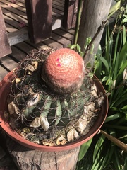 Melocactus