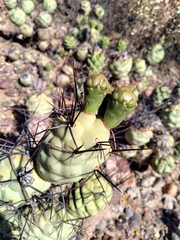 Tephrocactus aoracanthus