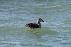 Somateria spectabilis