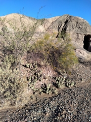 Tephrocactus aoracanthus