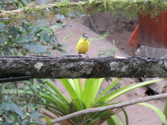 Ramphocelus flammigerus icteronotus