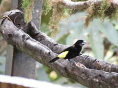 Ramphocelus flammigerus icteronotus