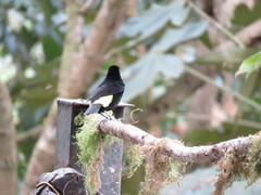 Ramphocelus flammigerus icteronotus