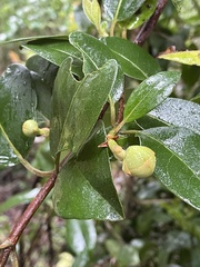Hydrangea serratifolia