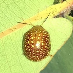Paropsis ornata