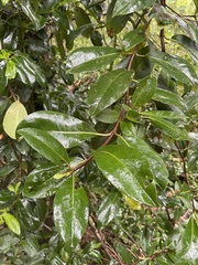 Hydrangea serratifolia