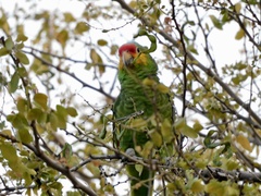 Amazona autumnalis