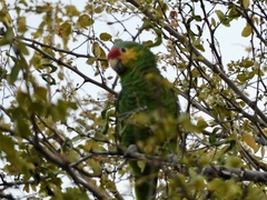 Amazona autumnalis