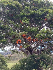 Erythrina caffra