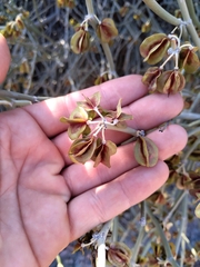 Bulnesia retama