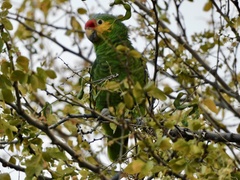 Amazona autumnalis