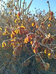 Bulnesia retama