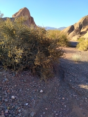 Bulnesia retama