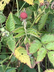 Rubus rosifolius