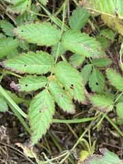 Rubus rosifolius