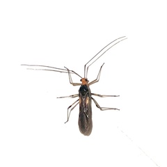 Rayieria basifer