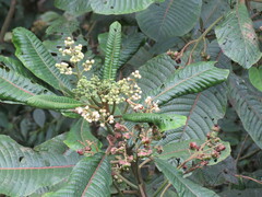 Myrcia