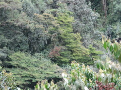 Heliocarpus americanus