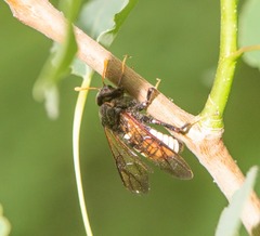 Cimbex americanus